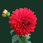 dahlia-red-blossom-bloom-60597-60597